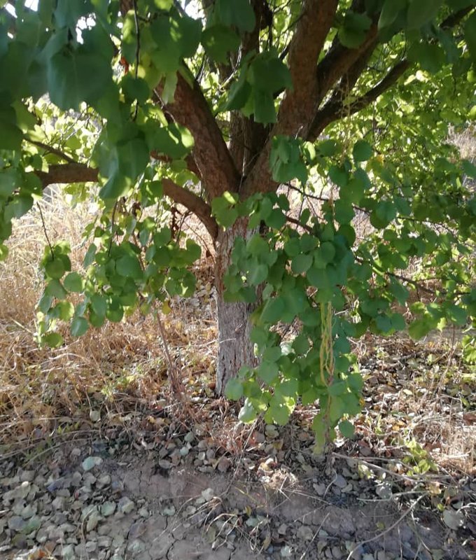 ارض زراعية للبيع في ربلة ريف القصير