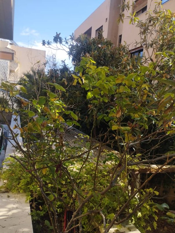 شقة تعتبر فيللا في ارقى وأجمل مناطق دمشق طابق ارضي مع جنينة 