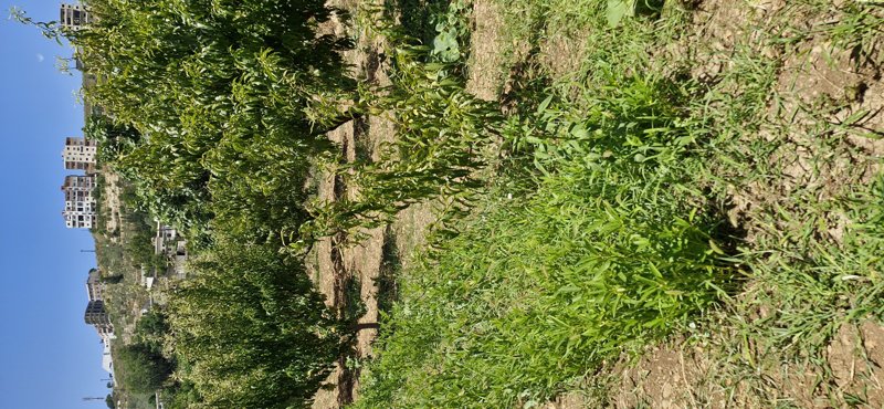 ارض للبيع في ريف صافيتا قرية سبه