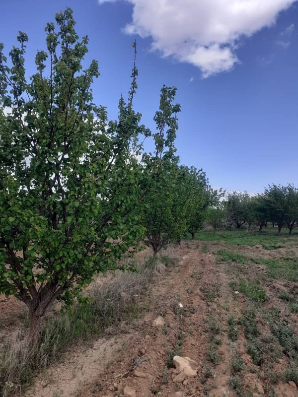 أرض زراعية يوجد بها شجر مشمش